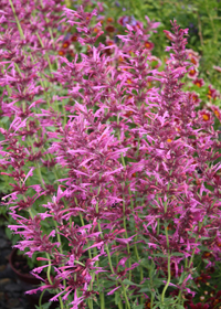 Agastache 'Summer Love'